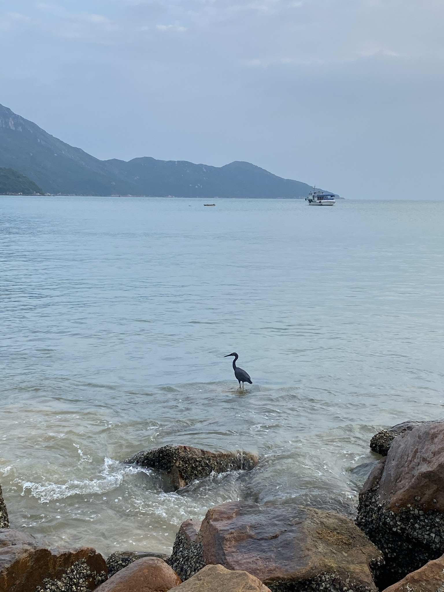 2 Nov 2020 - Field Trip to Lamma Island