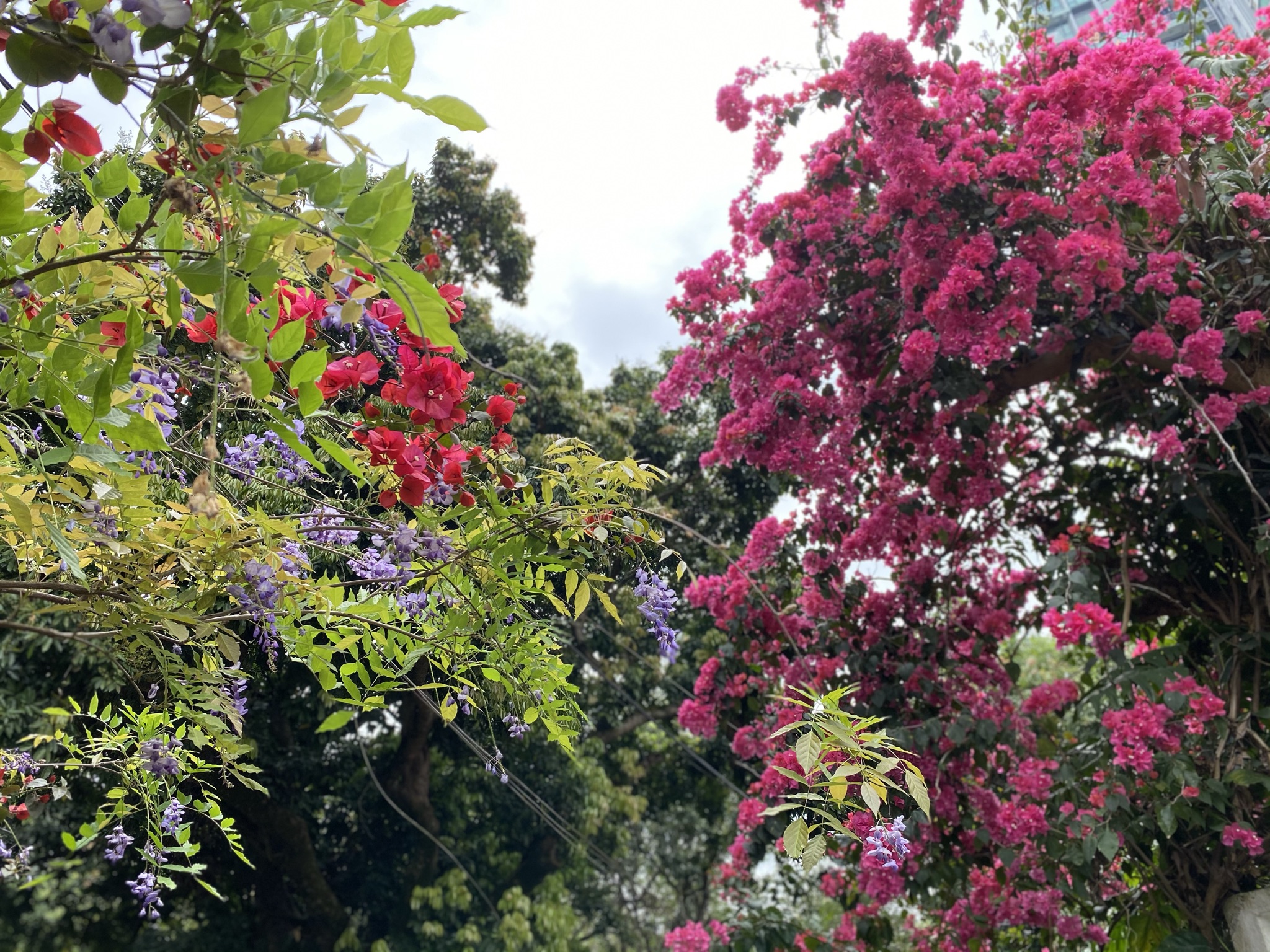 Field Trip to Fung Yuen Butterfly Reserve