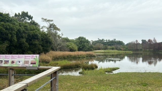 Wetland