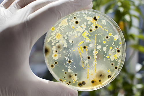 ENVS 5114 – Environmental Diseases and Microbiology